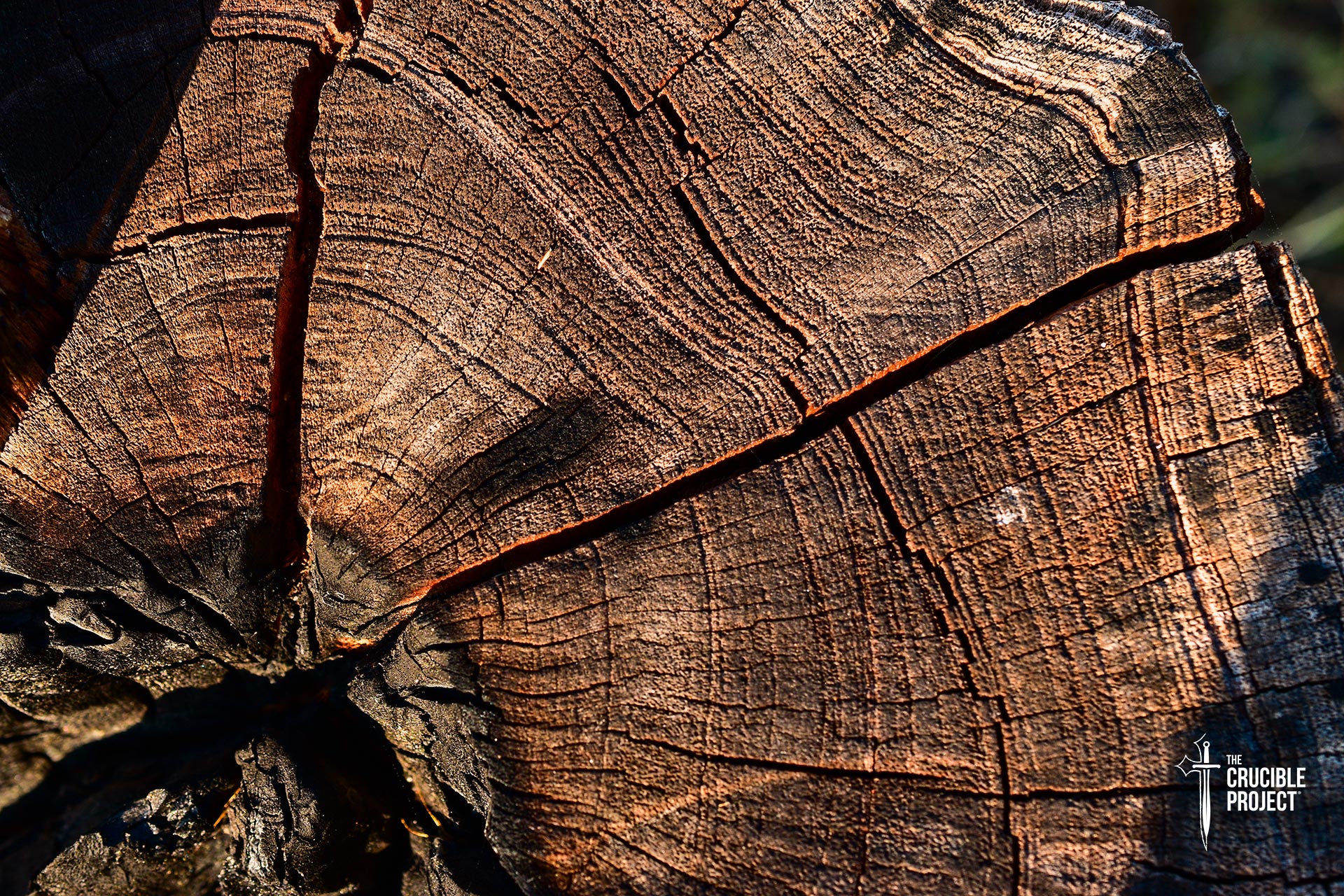 A tree's insides shows how it growth edges with conflicts like rain and other climate changes.